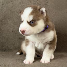 Goku - Red and white male Siberian Husky puppy in Miami, Florida from House of Ace & Iza
