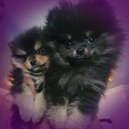 Pomeranian Puppies from MD Bella Pomeranian