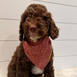 Yellow Collar - Chocolate female Goldendoodle puppy in San Augustine, Texas from Vintage Doodles