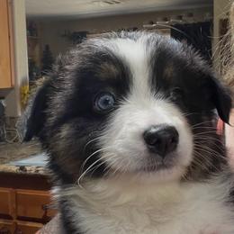 Sweet little Angel - Black tri-color female Australian Shepherd puppy in Riverside, California from Majestic Wrangler’s Aussie’s