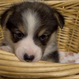 AKC Brown - Black and tan male Pembroke Welsh Corgi puppy in Summerfield, Florida from Promise Land Farm