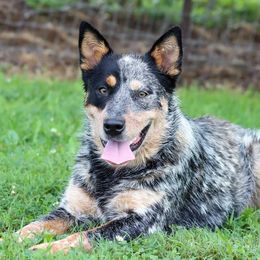 Tess - Australian Cattle Dog