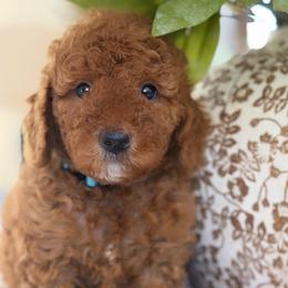 Fluffy - Red  male Goldendoodle puppy in Yuciapa, California from AlltheDoodlez_