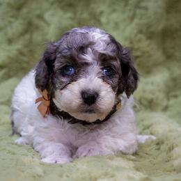 Elsa - Parti female Poodle puppy in Weston, Florida from Miami Toy Poodles