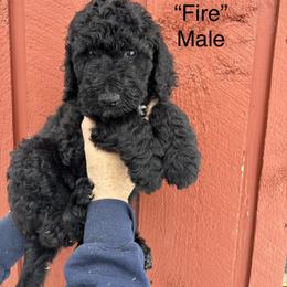 Fire - Black male Poodle puppy in St. Johnsbury, Vermont from Poodles of the Northern Woods