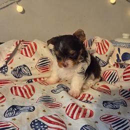 Roddy - Chocolate, tan and white male Yorkshire Terrier puppy in Clarksburg, Indiana from Hidden Gems Parti Yorkies