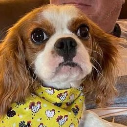 Cavalier King Charles Spaniels and Cavapoos from Okie Cavaliers & Goldens
