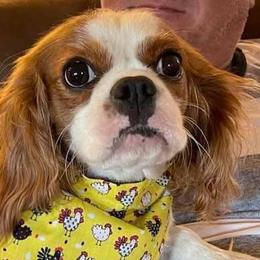 Cavalier King Charles Spaniels and Cavapoos from Okie Cavaliers & Goldens