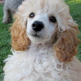 Poodles from Noriko Poodles