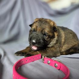 Pink (sable) - Sable female German Shepherd puppy in Motley, Minnesota from Von Thomson Haus