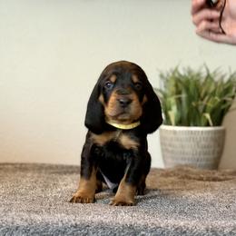 Little Yellow Boy - Black and tan male Black and Tan Coonhound puppy in Oregon from Toodaloo Coonhounds