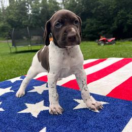 Glory - Liver and white female German Shorthaired Pointer puppy in Dugspur, Virginia from Pilgrims Trails Shorthairs