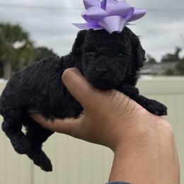 Noel - Black female Poodle puppy in Deltona, Florida from Poodles by CNC