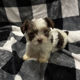 Pete - Chocolate, tan and white male Yorkshire Terrier puppy in Coeburn, Virginia from Southern Sweetheart Kennels