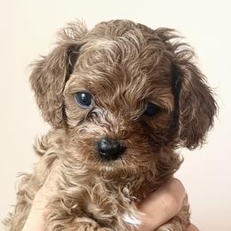Blueberry - Red male Cavapoo puppy in Greenville, South Carolina from Reedy River Doodles