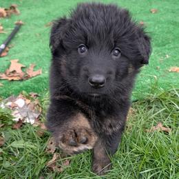 Primo - Sable male German Shepherd puppy in Waterloo, New York from Von Nikolaos German Shepherds