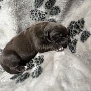 Mera x Vermy 1 - Dark brown male Xoloitzcuintli puppy in Hico, Texas from Amayla Kennels