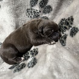 Mera x Vermy 1 - Dark brown male Xoloitzcuintli puppy in Hico, Texas from Amayla Kennels