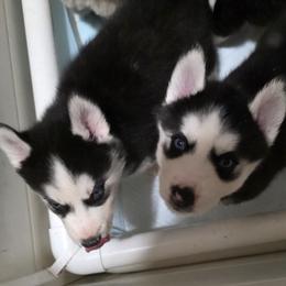 Siberian Husky puppies from Hudson Husky