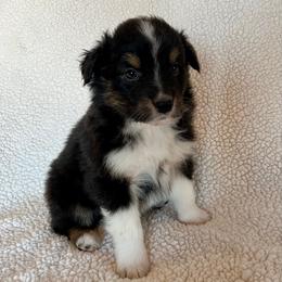 Oakley -AKC male - Black tri-color male Australian Shepherd puppy in Quebeck, Tennessee from KC Aussies TN