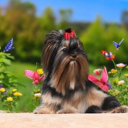 Ritzy - Yorkshire Terrier