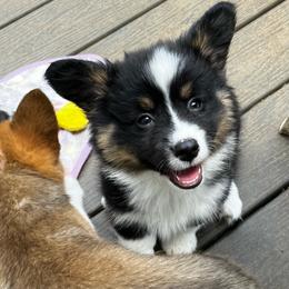 Male 5 - Black and tan male Pembroke Welsh Corgi puppy in Moundville, Alabama from Cartee Corgis - Debi Cartee Mills