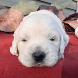 Girl 1 - Light golden female Golden Retriever puppy in Walnut Grove, Missouri from Forever Your Puppies