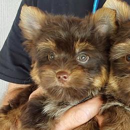 Boy 3 - Chocolate and tan male Yorkshire Terrier puppy in Jamestown, Tennessee from Green Ridge