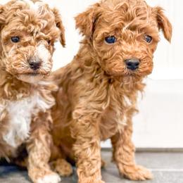 Boy 3 - Red  male Goldendoodle puppy in Montrose, Michigan from Livy’s Doodles