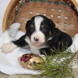 Wyatt - Black tri-color male Australian Shepherd puppy in Honey Brook, Pennsylvania from New Adventures Puppies