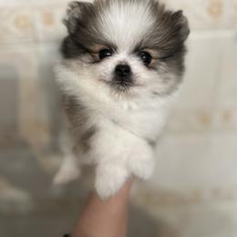 Gigi - Orange parti male Pomeranian puppy in El Paso, Texas from Texas quality pomeranians