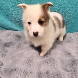 MARGO - Blue female Pembroke Welsh Corgi puppy in Walker, Iowa from Double K Corgis