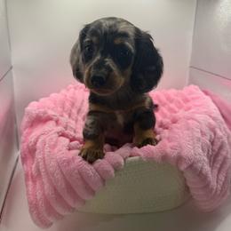 Macy - Dapple female Dachshund puppy in Mountain Home, Arkansas from Furry Friends Kennel