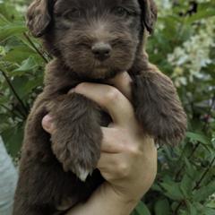 Yellow Girl - female Newfypoo puppy in Lewistown, Pennsylvania from Green Acres Newfypoos