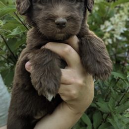 Yellow Girl - female Newfypoo puppy in Lewistown, Pennsylvania from Green Acres Newfypoos
