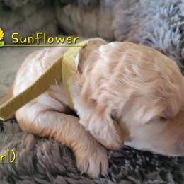 Goldendoodle Puppies from 3 Willows Goldendoodles