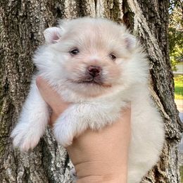 Charlie - Cream male Pomeranian puppy in Springfield, Missouri from Hope Mountain Pomeranians