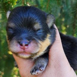 Beans - Black and tan male Pomeranian puppy in Bremen, Indiana from AMS Pomeranians and Pomskies in Indiana