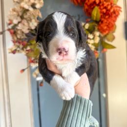Mario 🤎 - Red tri-color male Aussiedoodle puppy in Granbury, Texas from Triple Cross Doodles
