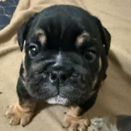 Apollo - Boy 1 - Black Tri - Black tri-color male Bulldog puppy in Lakeland, Florida from Fur Love And Puppies
