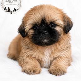 Odessa - Black gold and white female Shih Tzu puppy in Texas from Little Foot Paws 🐾