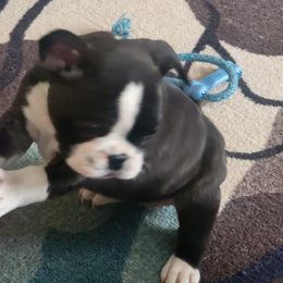 French Bulldog Puppies from Proud French Bulldogs