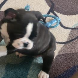 French Bulldog Puppies from Proud French Bulldogs