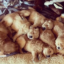 Golden Retriever Puppies from Chizan Goldens