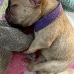 French Bulldog Puppies from A Pair of Ears