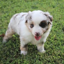 Poppy - Red merle female Miniature Australian Shepherd puppy in Howe, Oklahoma from Lockhart’s Double M Mini Aussies