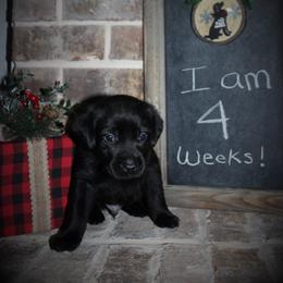 "Faye x Cain Whelped 12/1/20" Labrador Retriever Puppies from Triple L Labs & Co.
