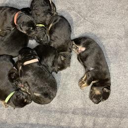 German Shepherd Puppies from Saylor Shepherds