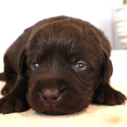 Lily - Chocolate female Labrador Retriever puppy in Camden, Indiana from Camden's Caring Canines