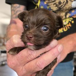 Boy 1. Kb - Liver male Yorkshire Terrier puppy in Bucyrus, Ohio from Dyer's Beauties